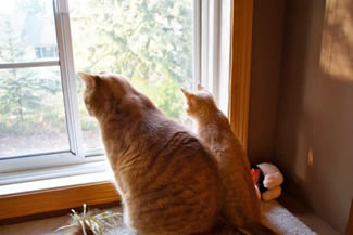 Jeter and Mickey in the window